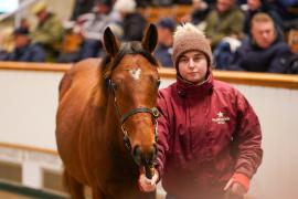 Lot  668 TDF 1359Tattersalls