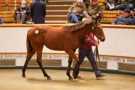 Lot  668 TDF 1376Tattersalls