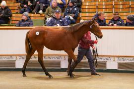 Lot  668 TDF 1395Tattersalls