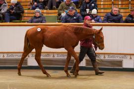 Lot  670 TDF 1277Tattersalls