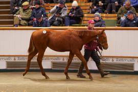 Lot  670 TDF 1314Tattersalls