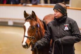 Lot  671 TDF 1519Tattersalls