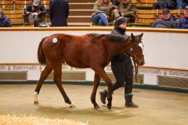 Lot  671 TDF 1532Tattersalls