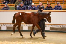 Lot  671 TDF 1582Tattersalls