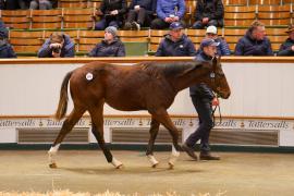 Lot  675 TDF 1456Tattersalls