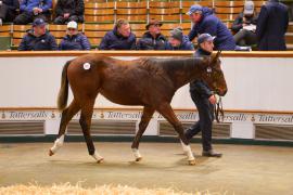 Lot  675 TDF 1462Tattersalls