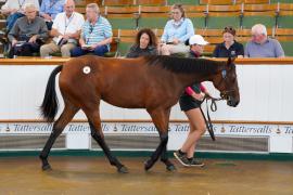 Lot  67 TSS414Tattersalls