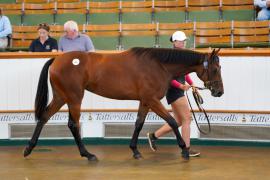 Lot  67 TSS422Tattersalls