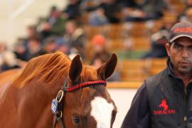 Lot  683 T B K2 28 Tattersalls