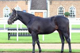 Lot  68 T B10369 Tattersalls