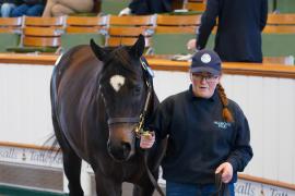 Lot  68 TDY 925Tattersalls