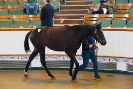 Lot  68 TDY 946Tattersalls