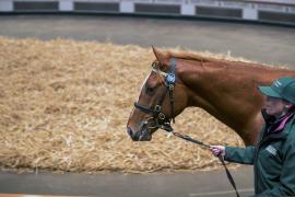 Lot  690 TBK2 2796Tattersalls