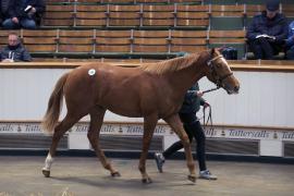 Lot  690 TBK2 2805Tattersalls