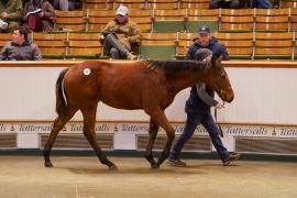 Lot  690 TDF 1638Tattersalls