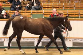 Lot  691 T B K2 252 Tattersalls