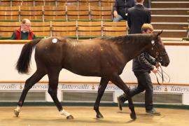 Lot  691 T B K2 256 Tattersalls