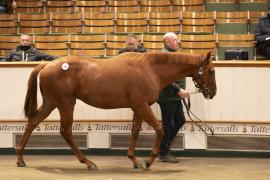 Lot  693 TBK2 2909Tattersalls