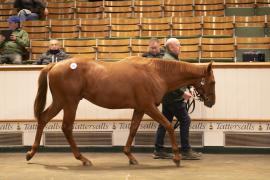 Lot  693 TBK2 2940Tattersalls