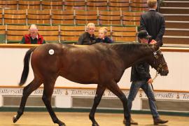 Lot  694 T B K2 2137 Tattersalls