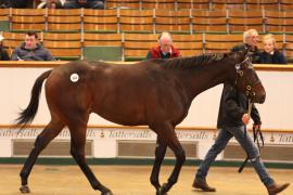 Lot  694 T B K2 2162 Tattersalls