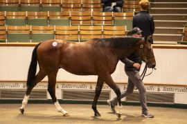 Lot  696 TBK2 3095Tattersalls