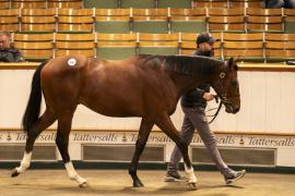 Lot  696 TBK2 3120Tattersalls 1