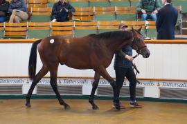 Lot  69 TDY 954Tattersalls