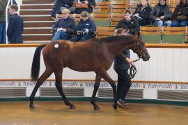 Lot  69 TDY 971Tattersalls