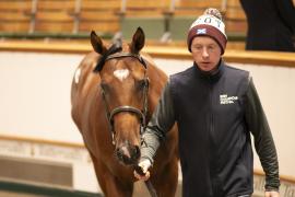 Lot  700 TBK2 3150Tattersalls