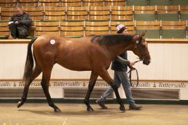 Lot  700 TBK2 3179Tattersalls