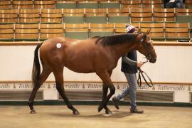 Lot  700 TBK2 3186Tattersalls