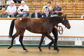 Lot  701 TBK2 0246Tattersalls