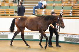 Lot  701 TBK2 0266Tattersalls