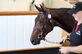 Lot  701 TBK2 0308Tattersalls