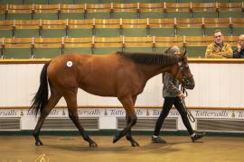 Lot  707 TBK2 3249Tattersalls