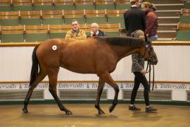 Lot  707 TBK2 3258Tattersalls