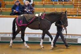 Lot  71 SHIT355Tattersalls