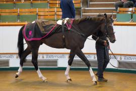 Lot  71 SHIT362Tattersalls