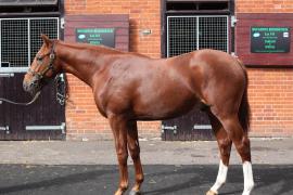 Lot  71 T B10495 Tattersalls