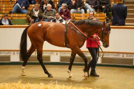 Lot  727 THIT 785Tattersalls