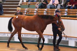 Lot  72 T B1 1202 Tattersalls