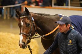 Lot  732 THIT 1164Tattersalls