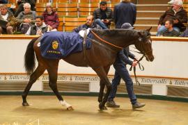 Lot  732 THIT 1179Tattersalls