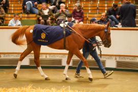 Lot  733 THIT 1172Tattersalls