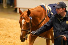 Lot  733 THIT 965Tattersalls