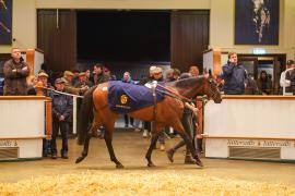 Lot  734 THIT 1116Tattersalls