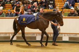 Lot  735 THIT 1009Tattersalls