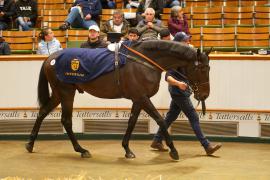 Lot  735 THIT 1054Tattersalls