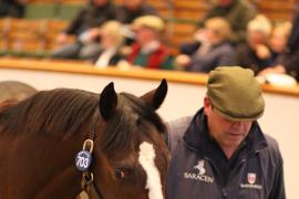 Lot  703 T B K2 2222 Tattersalls